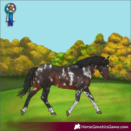 Horse Color:White Spotted Brown Tobiano Rabicano 