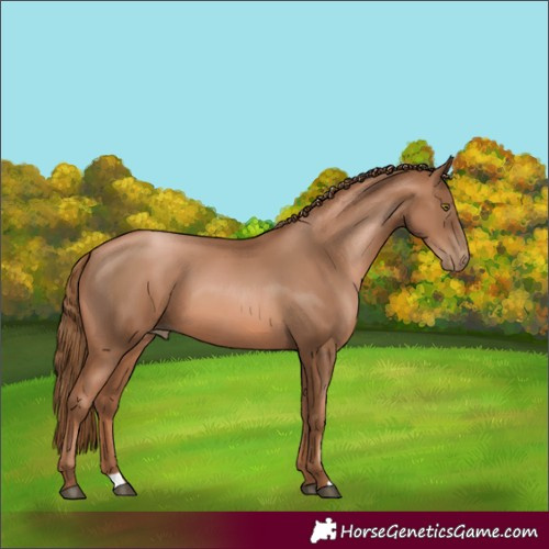 Horse Color:Liver Chestnut Pearl 