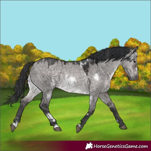 Horse Color:Platinum White Spotted Brown Dun 