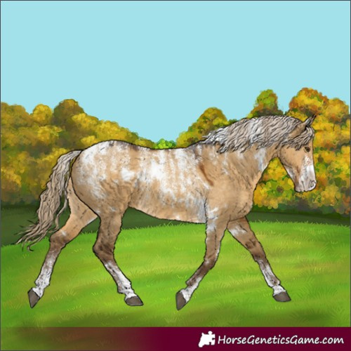 Horse Color:Powder White White Spotted Chocolate Palomino Dun 