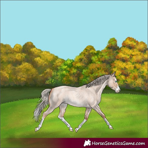 Horse Color:Gold Champagne Roan Dun Splash Rabicano