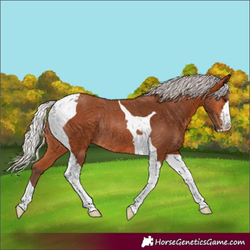 Horse Color:Silver Bay Tobiano Rabicano 