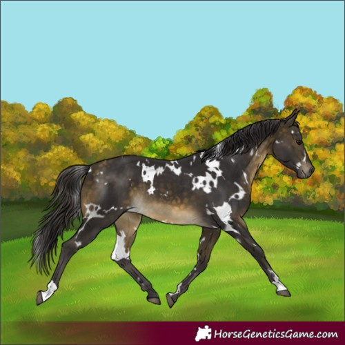 Horse Color:White Spotted Buckskin 
