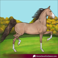 Horse Color:Amber Champagne Rabicano