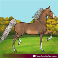 Horse Color:Silver Buckskin 
