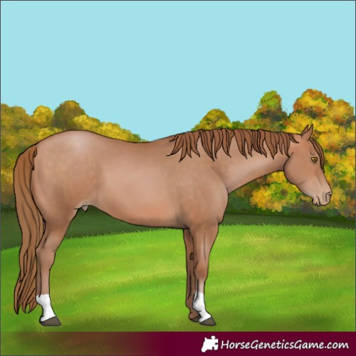 Horse Color:Bay Pearl