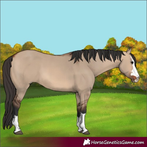 Horse Color:Bay Dun