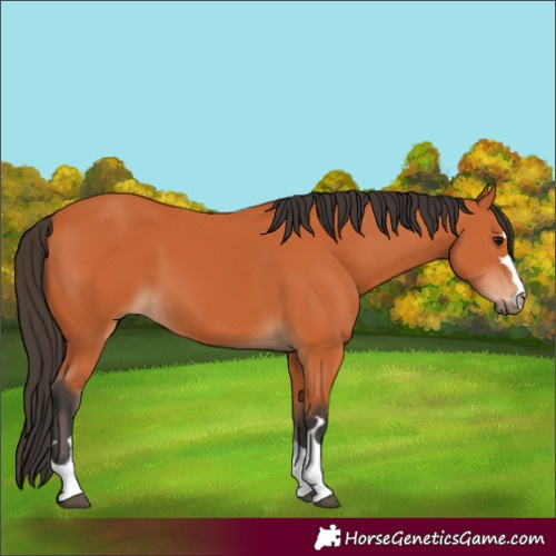 Horse Color:Bay 