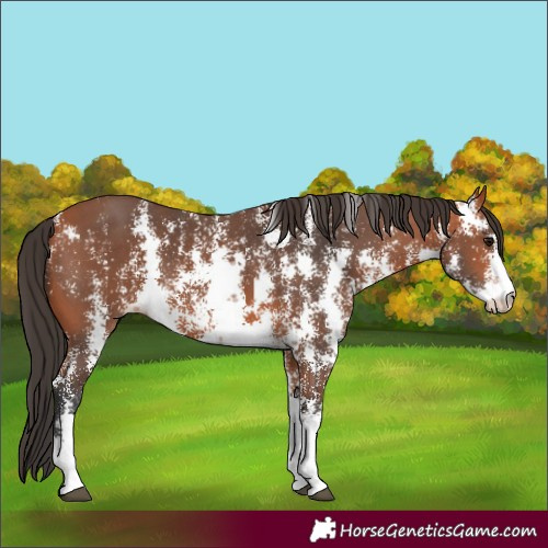 Horse Color:Bay Sabino
