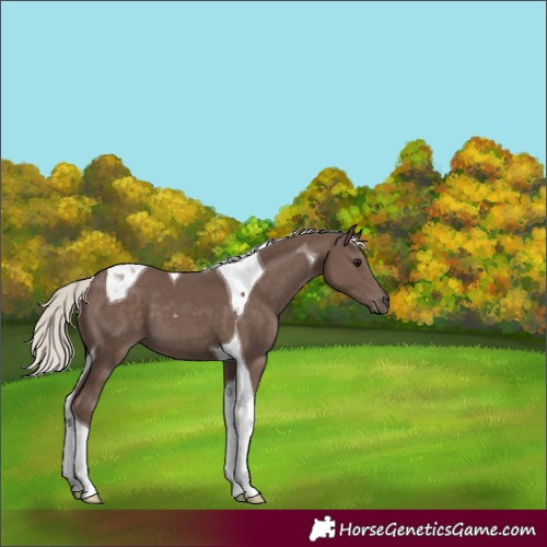 Horse Color:Silver Black Tobiano 