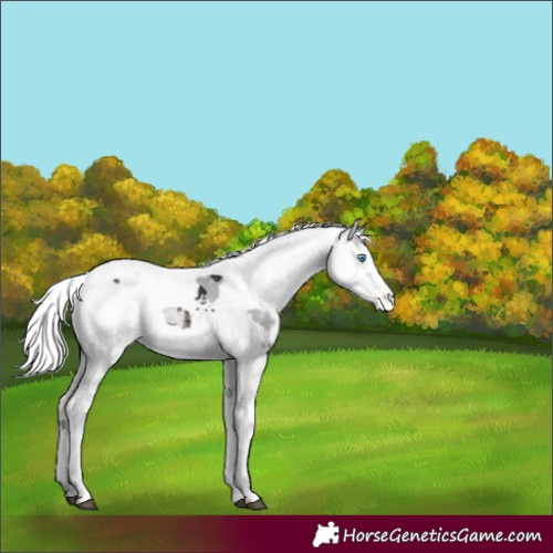 Horse Color:Black Merle Appaloosa 