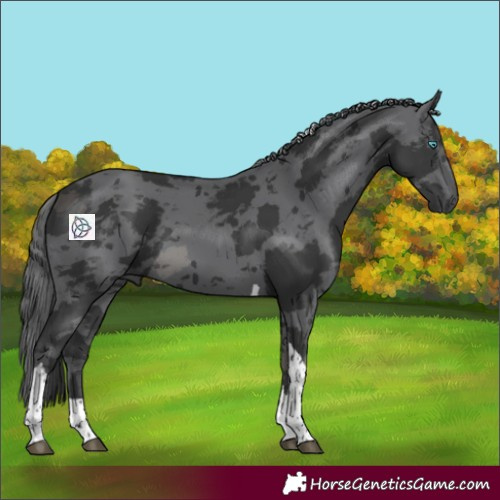 Horse Color:Black Merle Tobiano