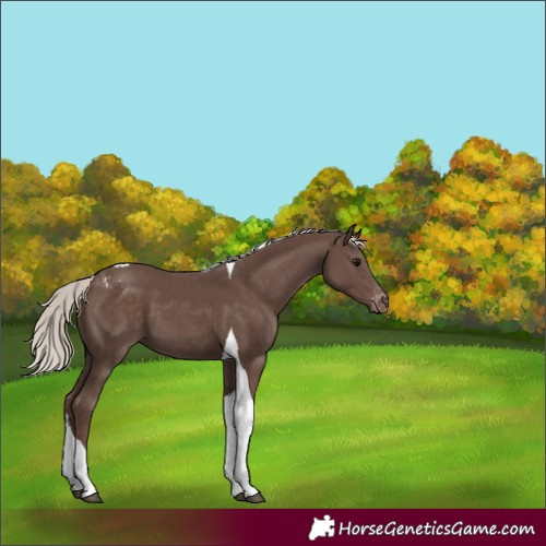 Horse Color:Silver Black Tobiano Appaloosa 