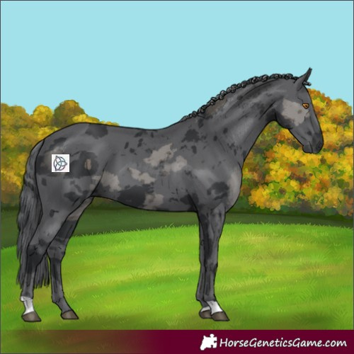 Horse Color:Black Merle