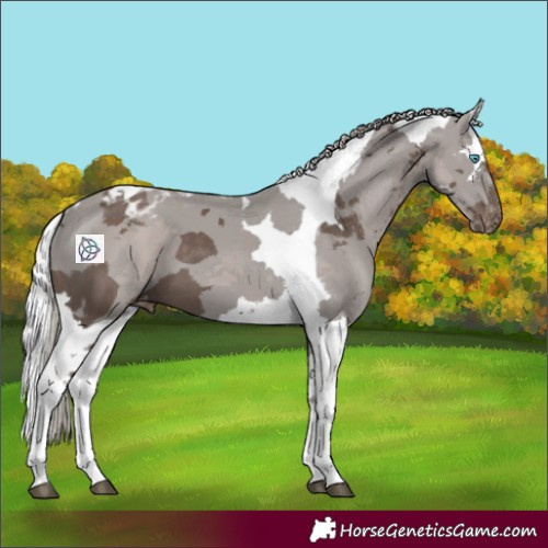 Horse Color:Silver Black Merle Tobiano Appaloosa