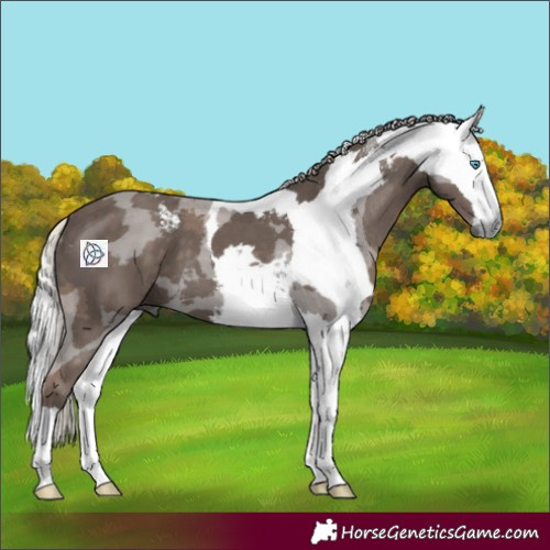 Horse Color:Silver Black Merle 