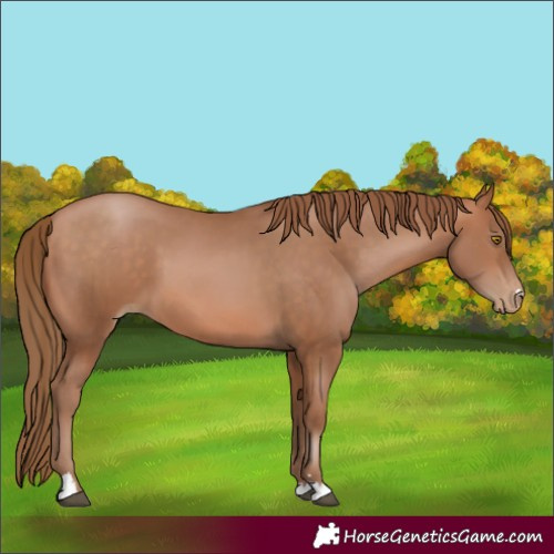 Horse Color:Brown Pearl 