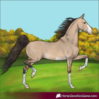 Horse Color:Bay Dun