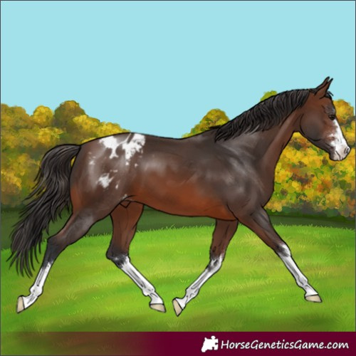Horse Color:Brown Appaloosa