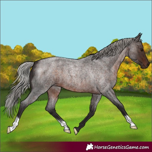 Horse Color:Silver Brown Roan