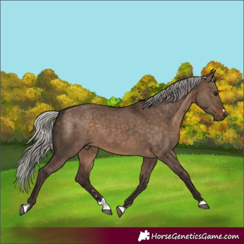 Horse Color:Silver Brown Dun