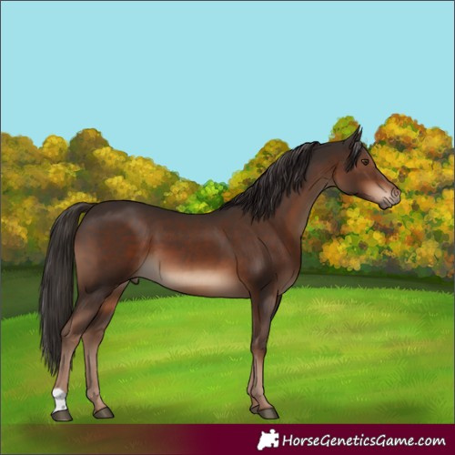 Horse Color:Liver Chestnut