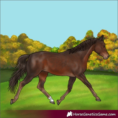 Horse Color:Liver Chestnut