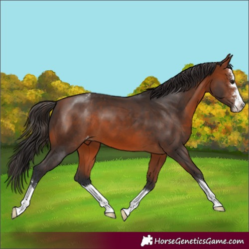 Horse Color:Bay Appaloosa