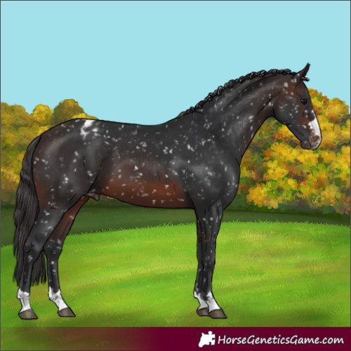 Horse Color:Brown Appaloosa 