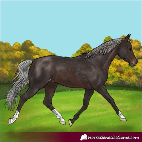 Horse Color:Silver Brown Varnish 
