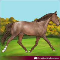 Horse Color:Brown Pearl 