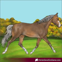 Horse Color:Silver Buckskin 