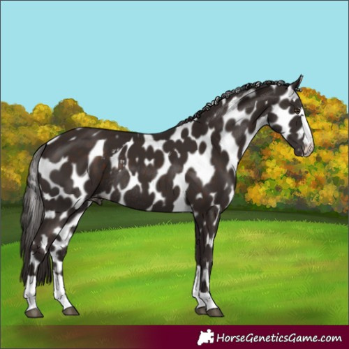 Horse Color:Liver Chestnut Skewed LP Spotted Rabicano 