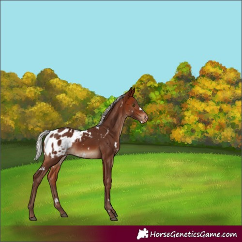 Horse Color:White Spotted Silver Bay Appaloosa 