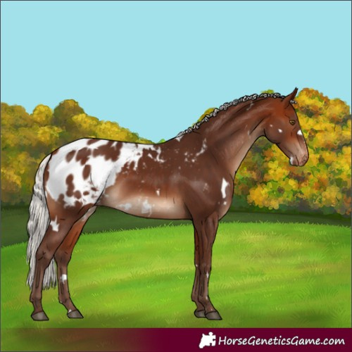 Horse Color:White Spotted Silver Bay Blanket 