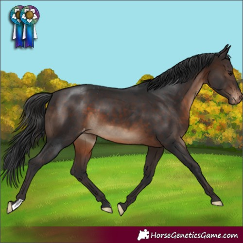 Horse Color:Brown Appaloosa 