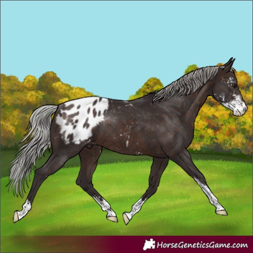 Horse Color:Silver Brown Sabino Appaloosa Rabicano 