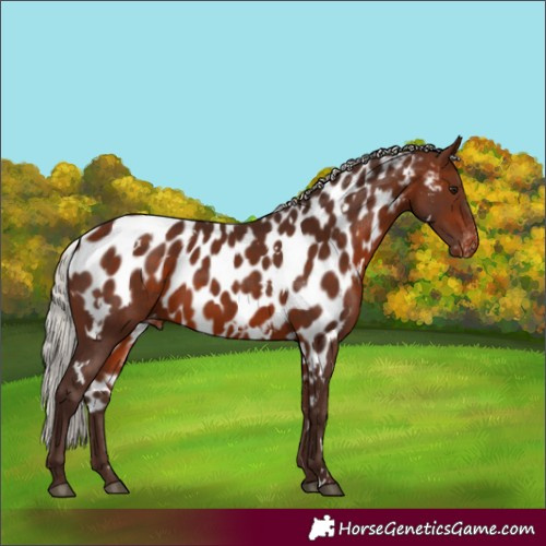 Horse Color:White Spotted Silver Bay Skewed LP Spotted 