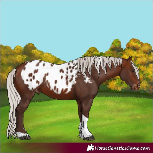 Horse Color:Silver Bay Tobiano Skewed LP Spotted