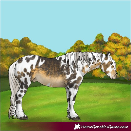 Horse Color:Silver Buckskin Tobiano Skewed LP Spotted