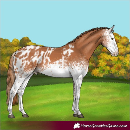 Horse Color:White Spotted Chestnut Skewed LP Spotted 