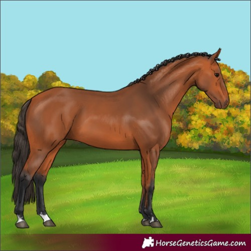 Horse Color:Bay 