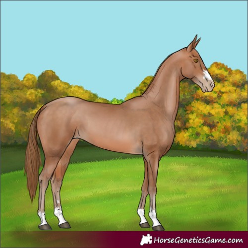 Horse Color:Brown Pearl