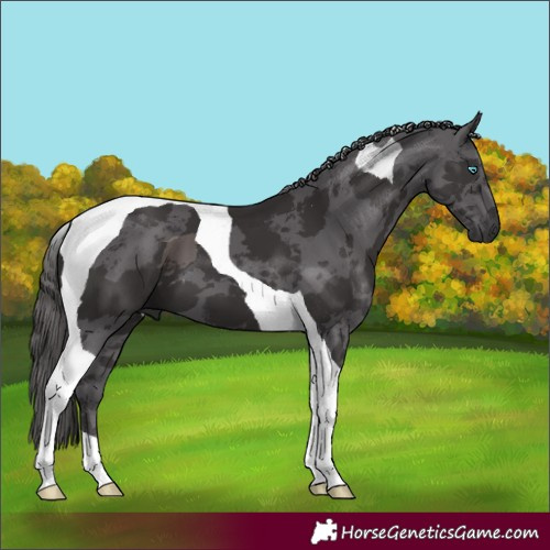 Horse Color:Smoky Black Merle Tobiano 
