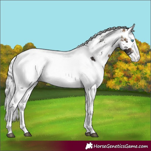 Horse Color:Buckskin Harlequin Merle Tobiano Appaloosa