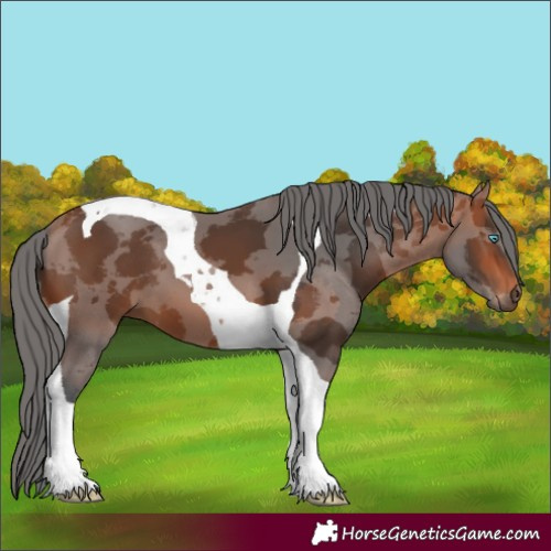Horse Color:Bay Merle Tobiano 