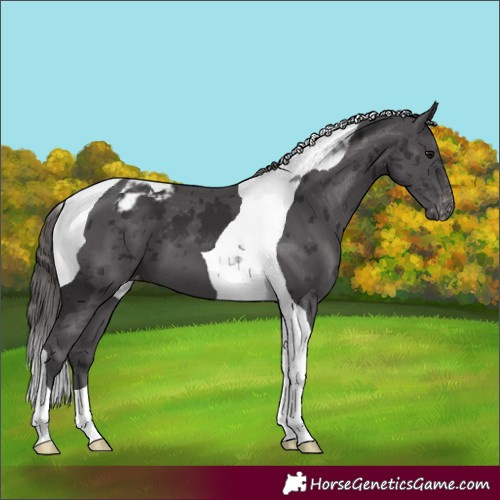 Horse Color:Smoky Black Merle Tobiano Appaloosa 