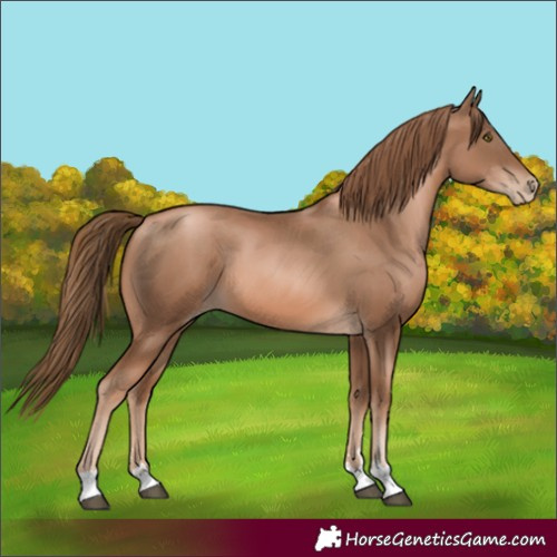 Horse Color:Liver Chestnut Pearl
