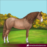 Horse Color:Liver Chestnut Pearl