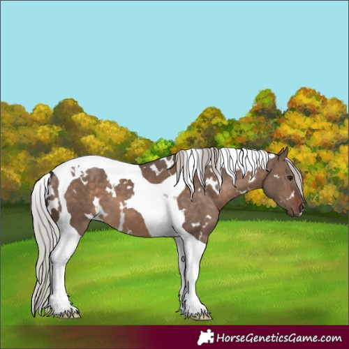 Horse Color:White Spotted Silver Brown Dun Tobiano 
